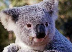 Koala