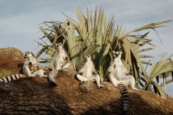 Lémures del Bioparc valenciano