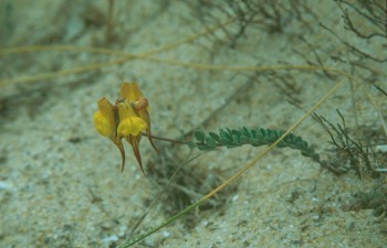 faunaturalinarialamarckiii.jpg
