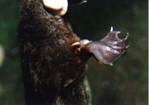 Espolón de ornitorrinco
