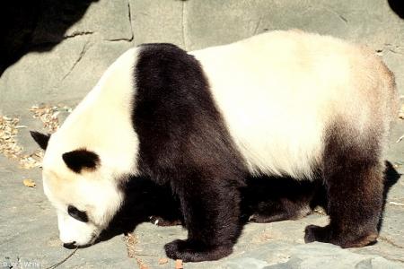 Oso panda gigante