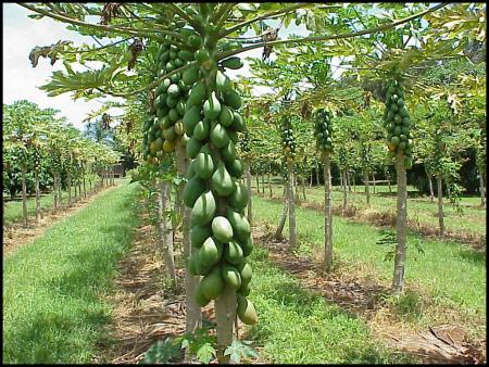 Papaya hawaiana