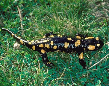 La salamandra