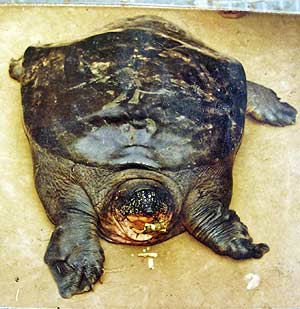 Ejemplar de tortuga Swinhoei
