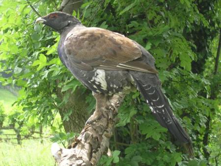Urogallo cantábrico