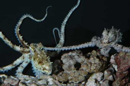 Vida sexual del pulpo