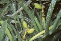 frutoposidonia.jpg