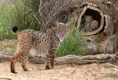 linces.jpg