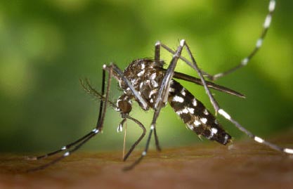Mosquito