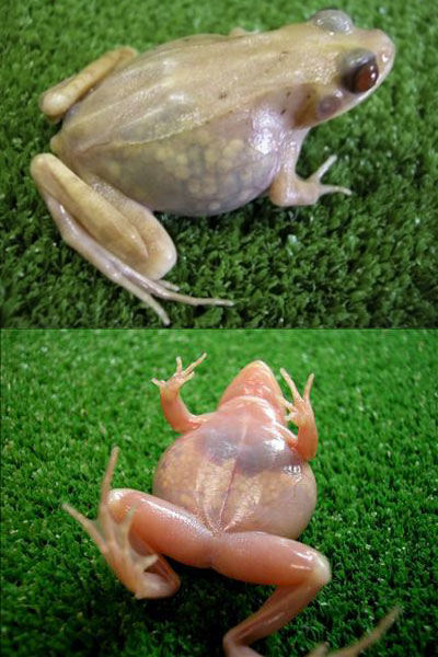 Ranas