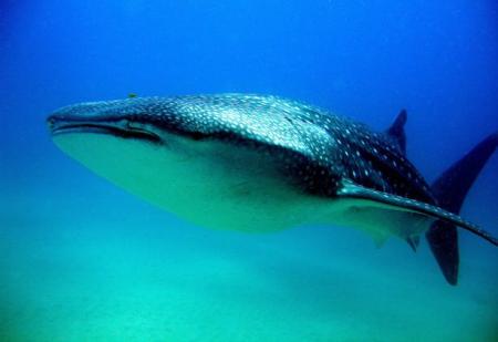tiburon_ballena.jpg