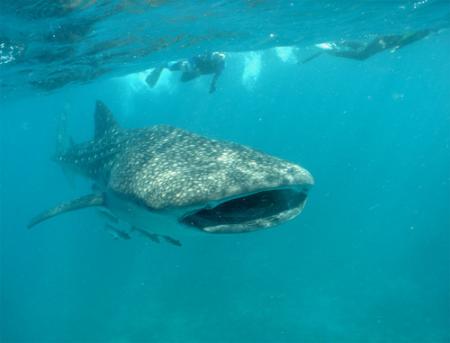 tiburon_ballena2.jpg