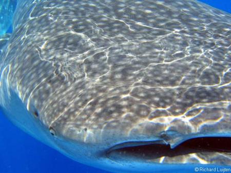 tiburon_ballena3.jpg