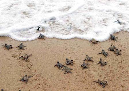 crias_tortuga.jpg