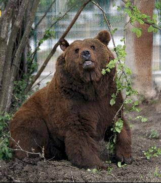 Oso pardo