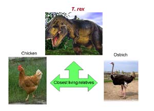 Cuadro Evolución