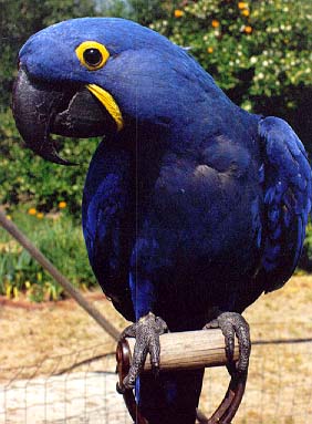 Guacamayo Jacinto