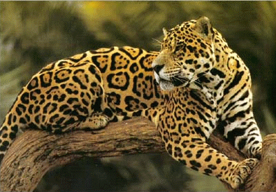 Jaguar, felino que se encuentra en la Península de Osa