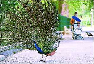 Pavo Real del Parque Isabel La Católica (Gijón)