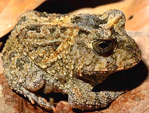 Rana Cornuda