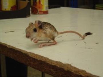 Rata Canguro