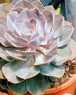 Plantas suculentas