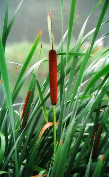 Planta de la totora
