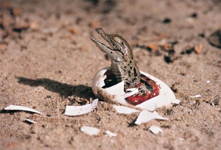 cocodrilo.jpg