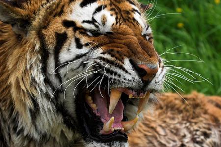 tigre_sumatra.jpg