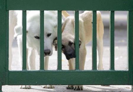 perros