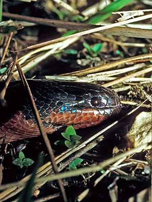 serpiente