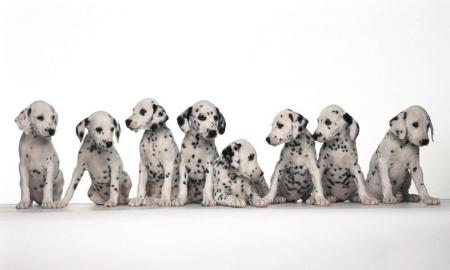 perros