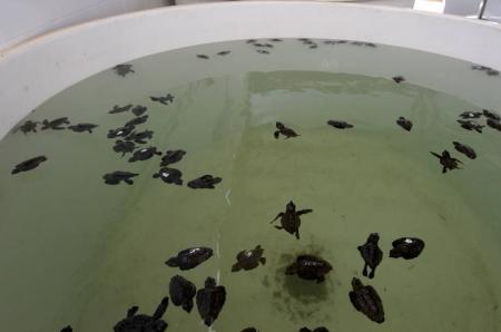 crias_tortugaboba.jpg
