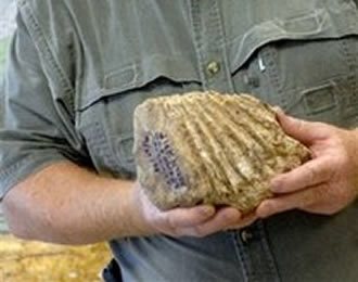 fosil_mamut.jpg