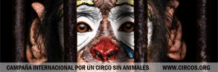 Circo sin animales